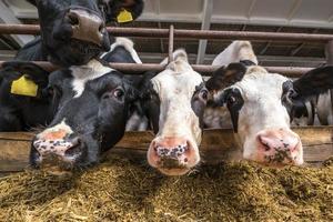 Breeding cows in free animal husbandry. Cowshed. Livestock cow farm. Herd of black white cows are looking at the camera with interest. photo