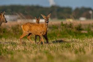 wild roe deer photo