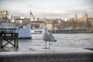 linda gaviota encaramada y posando con el puerto deportivo al fondo. foto