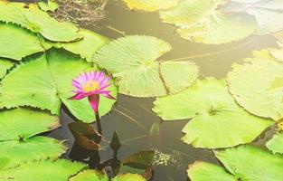 Lotus in the lotus lake photo