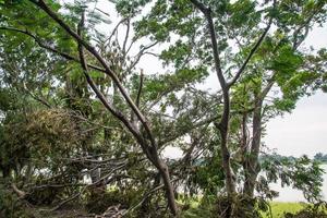 The tree was destroyed by the storm's intensity photo