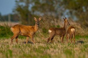 wild roe deer photo