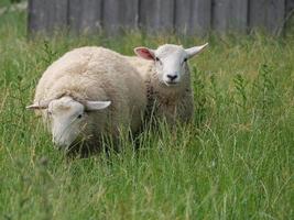 ovejas en el muensterland alemán foto