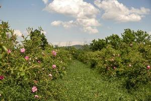 Rosa damascena fields Damask rose, rose of Castile rose hybrid, derived from Rosa gallica and Rosa moschata. Bulgarian rose valley near Kazanlak, Bulgaria. photo