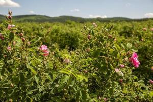 rosa damascena campos rosa de damasco, rosa de castilla híbrido de rosa, derivado de rosa gallica y rosa moschata. valle de rosas búlgaro cerca de kazanlak, bulgaria. foto