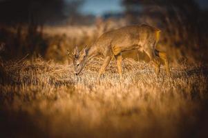 wild roe deer photo