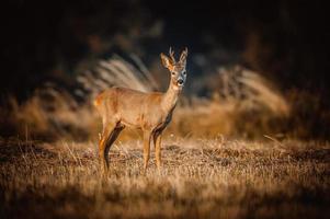 wild roe deer photo