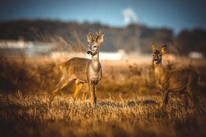 wild roe deer photo