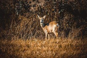 wild roe deer photo