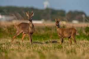 wild roe deer photo