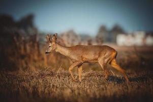 wild roe deer photo