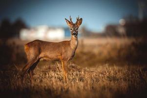 wild roe deer photo