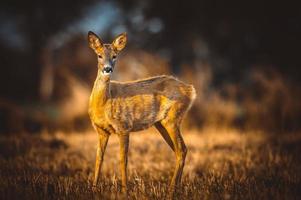 wild roe deer photo