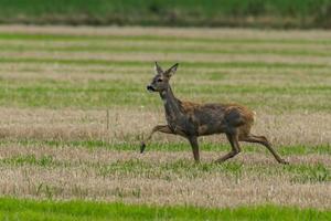 wild roe deer photo