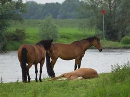 the city of Doesburg in the netherlands photo