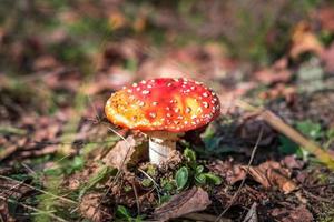 amanita muscari. tóxico y alucinógeno hermoso hongo de cabeza roja agárico de mosca en hierba sobre fondo de bosque de otoño. fuente de la droga psicoactiva muscarina foto