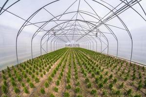 rows of young conifers in greenhouse with a lot of plants on plantation photo