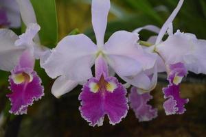 White and Dark Pink Ruffled Orchid Blossom photo