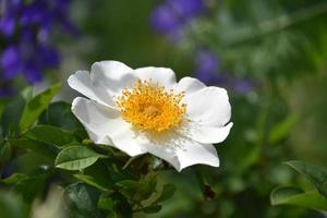 Fantastic Close Up of a Flowering White Rugosa Rose photo