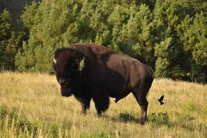 Small Bird Flying Behind an American Buffalo photo