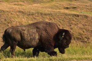 North American Bison Walking in Tall Grasses photo