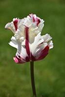 Ruffled Petals on a White and Red Parrot Tulip photo