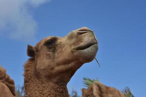 Camel with His Nose Up to the Sky photo