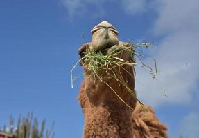 Looking into the Mouth of a Chewing Dromedary Camel photo