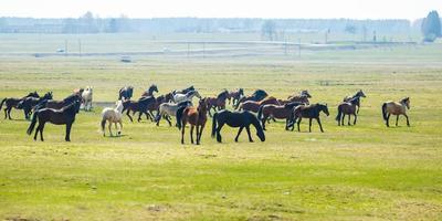 enorme manada de caballos en el campo. raza de caballo de tiro bielorruso. símbolo de libertad e independencia foto