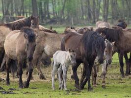 wild horses in the german muensterland photo