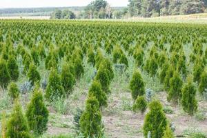 rows of young conifers in greenhouse with a lot of plants on plantation photo