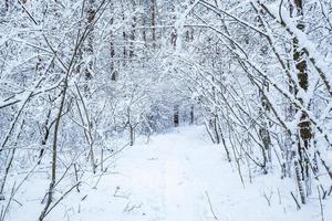 winter pine trees forest covered with snow. Beautiful winter panorama at snowfall photo