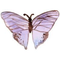 acuarela mariposa morada png