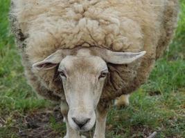 ovejas y corderos en alemania foto