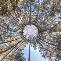 Winter tiny planet in snow covered forest in blue sky. transformation of spherical panorama 360 degrees. Spherical abstract aerial view in forest. Curvature of space. photo