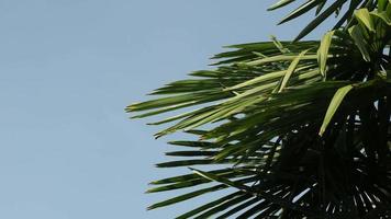 Palm tree leaves in the wind