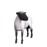 Sheep 3d Illustrations png