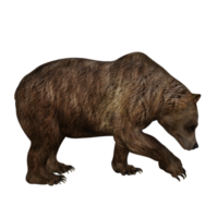 urso de ilustração 3D png