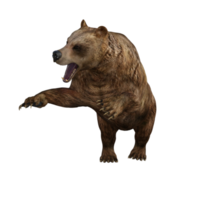 3d Illustration Bear png