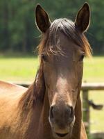 horses on a german meadow photo