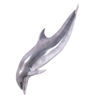 dauphins avec différentes poses png