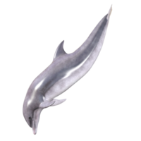 Dolphins with different poses png