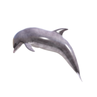 dauphins avec différentes poses png