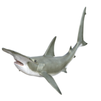 Shark 3d model illustration png