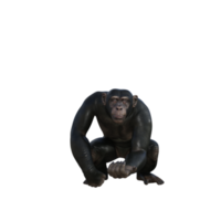 chimpanzee 3d render png