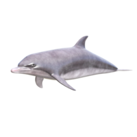 Delphine mit verschiedenen Posen png