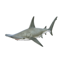 Shark 3d model illustration png