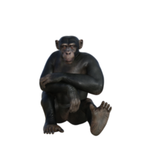 chimpanzee 3d render png