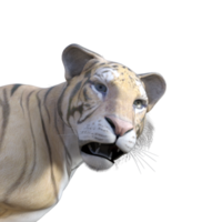 Tiger 3d model illustration png