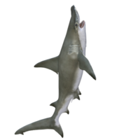 Shark 3d model illustration png